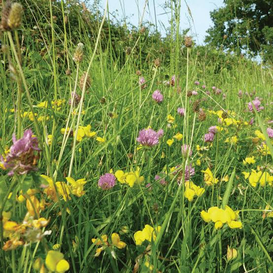 PM 95 Land‑Reclamation & Infertile Soil Seed Mix (with Ryegrass)