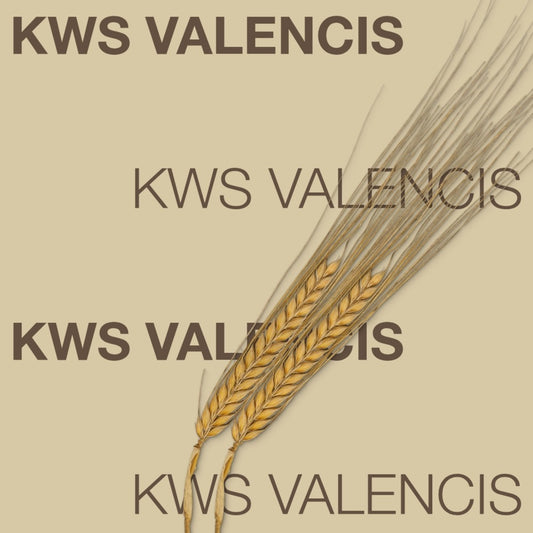 KWS Valencis: The Winter Warrior High-Yielding Feed Barley