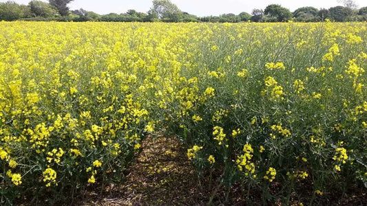 LG Aviron Restored Hybrid Winter Oilseed Rape Seed | UK Recommended OSR Variety