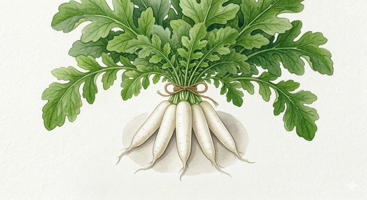Fresh Japanese Mooli radish seeds from The Puzzle Seed Company, showcasing vibrant seeds for winter radish planting.