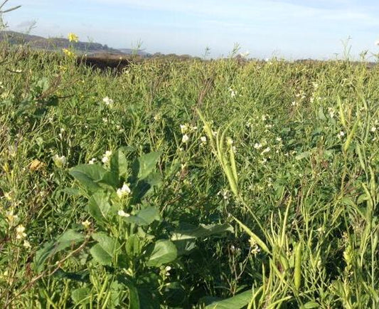 Boost Mixture (SAM2)