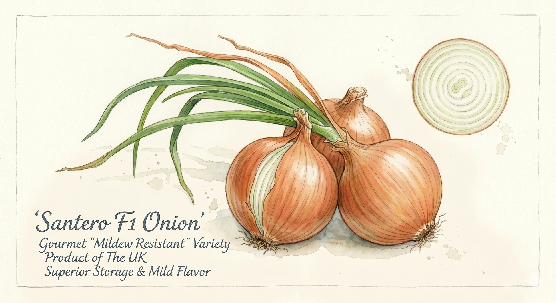 Santero F1 onion seeds from The Puzzle Seed Company, disease-resistant main crop with approximately 200 seeds in the packet.