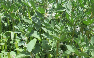 Butterfly - Blue/Green Pea