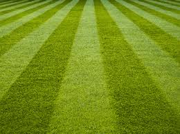 Rye Free Lawn Seed