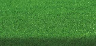 Finest Lawn Seed