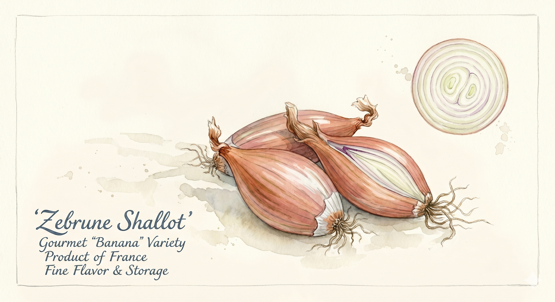 Zebrune French heirloom shallot seed from The Puzzle Seed Company, showing a close-up image of the seed packet with Zebrune shallots.