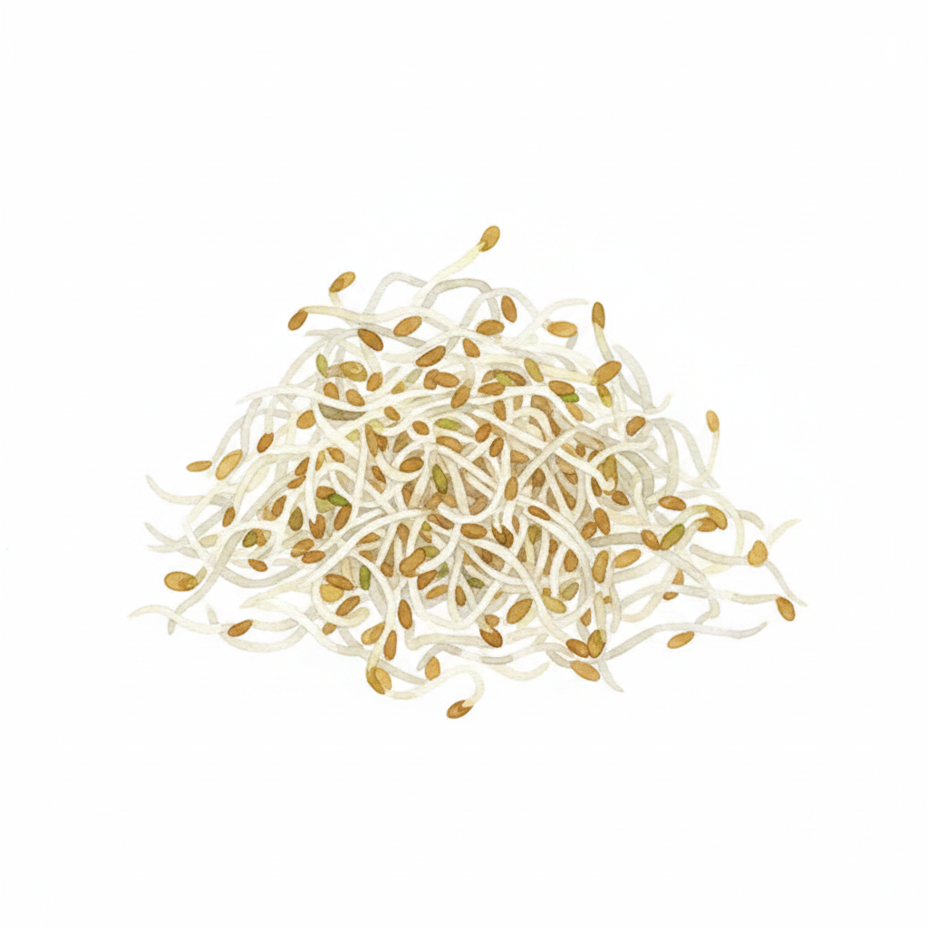 Alfalfa Lucerne Sprouts Watercolour Botanical