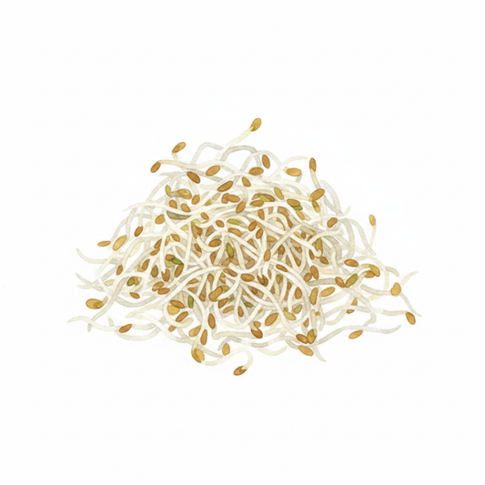 Alfalfa Lucerne Sprouts Watercolour Botanical