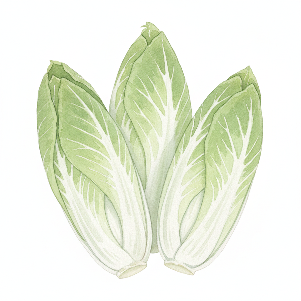 Chicory Pan di Zucchero Watercolour Botanical