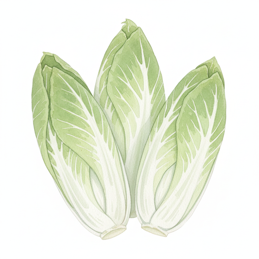 Chicory Pan di Zucchero Watercolour Botanical