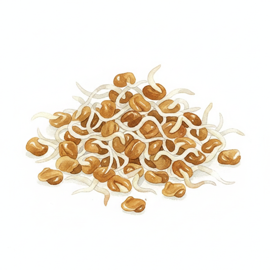 Fenugreek Sprouting Seeds Watercolour