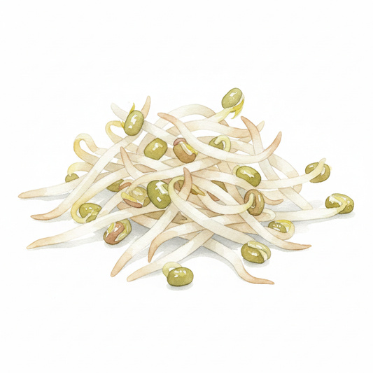 Mung Bean Sprouts Watercolour Botanical