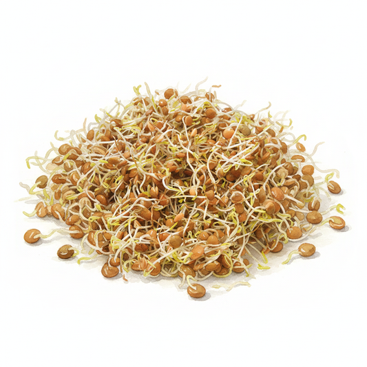 Organic Brown Lentil Sprouts Watercolour