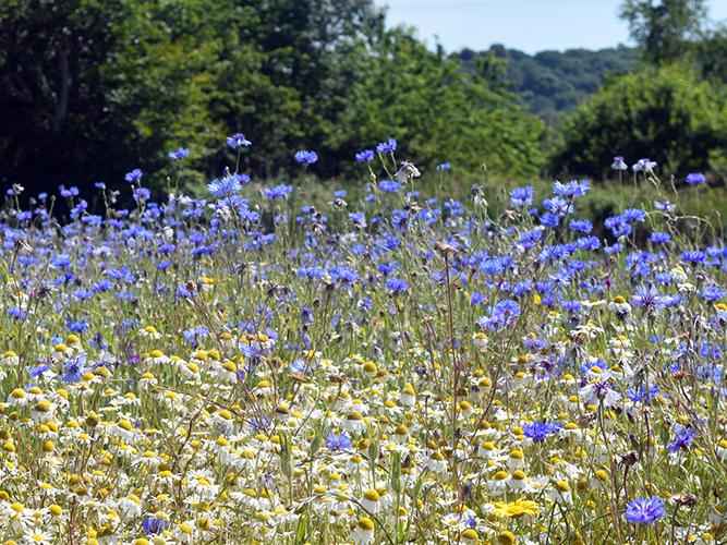Pro Flora 1 – Cornfield Annuals Wildflower & Grass Seed Mix
