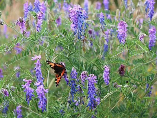Pro Flora 2 – Acid Soils Wildflower & Grass Seed Mix