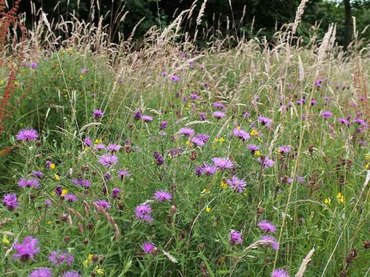 Pro Flora 5 – Wet Soils Wildflower & Grass Seed Mix