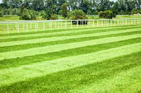Equine Gallops