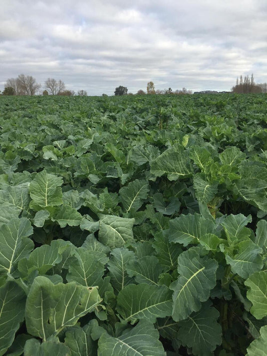 Forage Kale Seeds